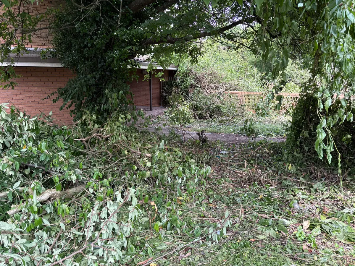 Another tree saga in Plymouth!