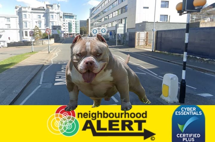 Police appeal after "XL bully" dog attacked chihuahua, and owner "assaulted"